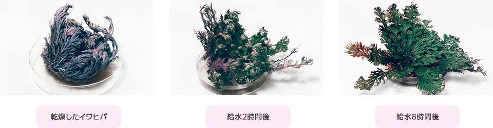 生き返るイワヒバ